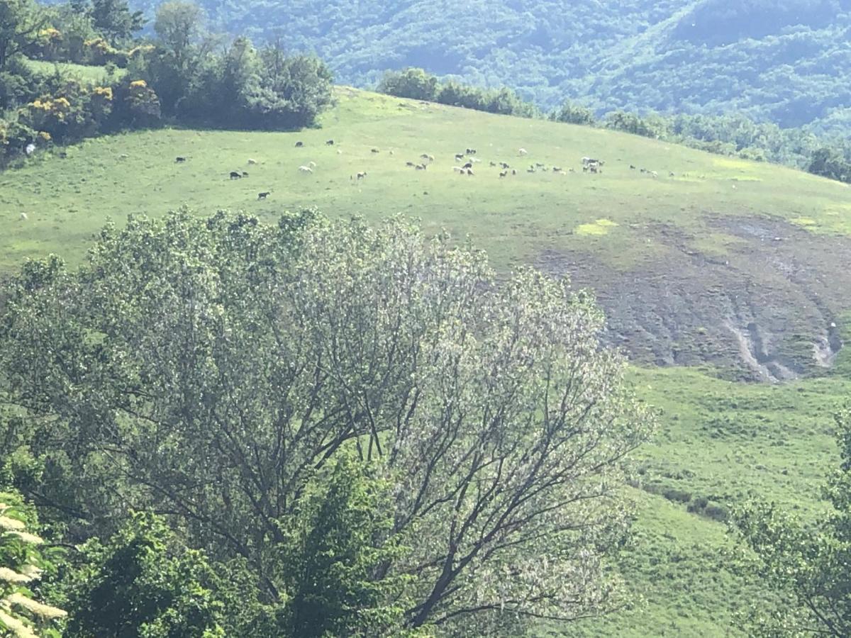 Agriturismo Il Covo Del Solengo Villa Valtopina Kültér fotó